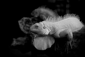 ピルとは何かをわかりやすく解説しますか？