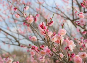 子宮内避妊具IUDについての相談はネットでどうすればいい？