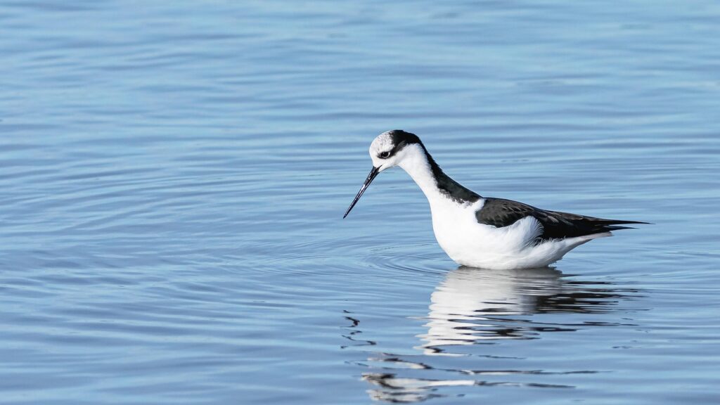 子宮筋腫に効果的な桂枝茯苓丸の使い方は？