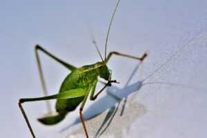 定期購入でスキップ可能なピルはどのように利用できる？