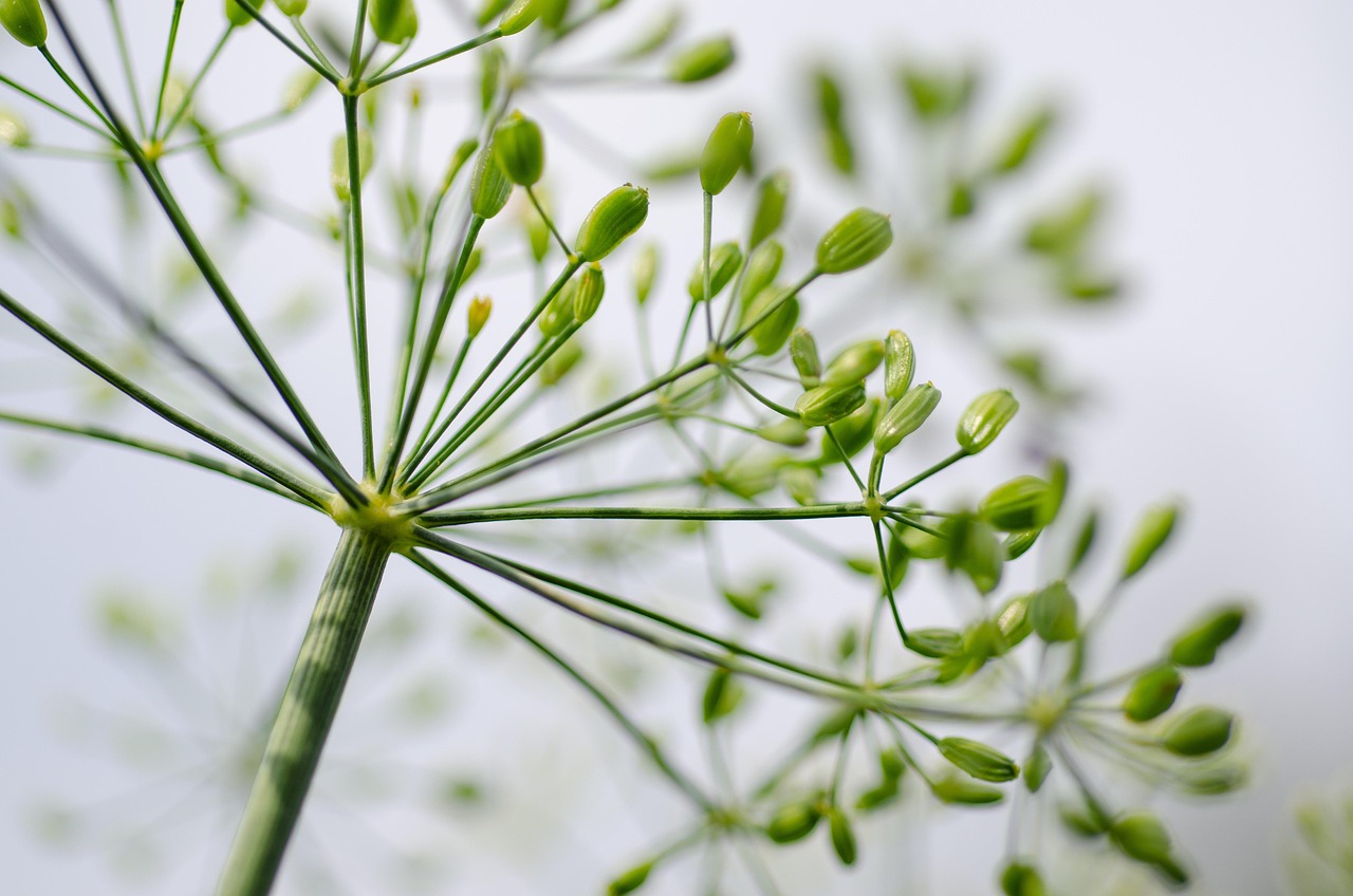 当帰芍薬散がホルモンバランスに与える影響とは？