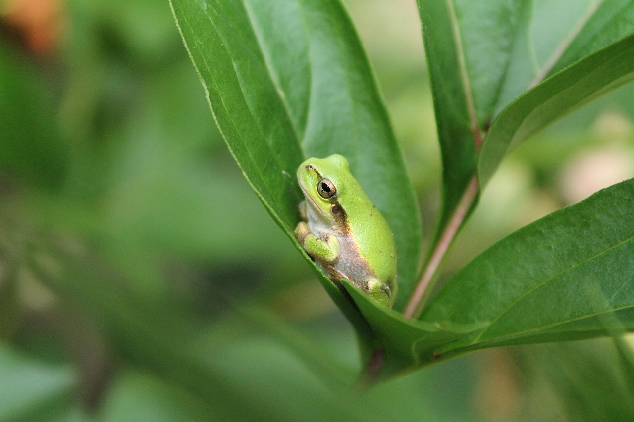 当帰芍薬散が生理痛に効果的な理由とは？
