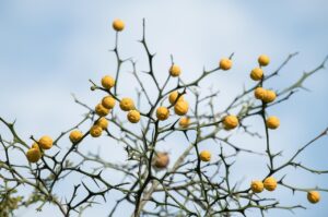 桂枝茯苓丸は子宮筋腫にどのように効果があるのか？