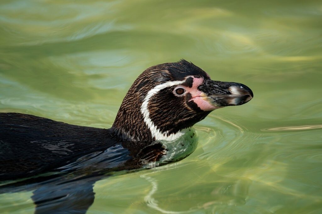 中絶後のケアについて女医とチャットで相談するメリットは？