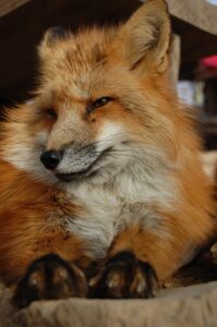 婦人科に行きたくないけれどオンラインでできる診療は？