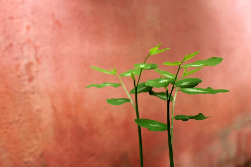 葉酸サプリの妊活における用量についての相談はどこでできる？