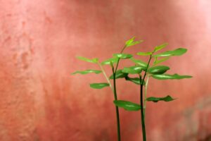 葉酸サプリの妊活における用量についての相談はどこでできる？