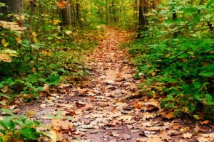 鉄分サプリの推奨量は女医が教えるとどれくらい？