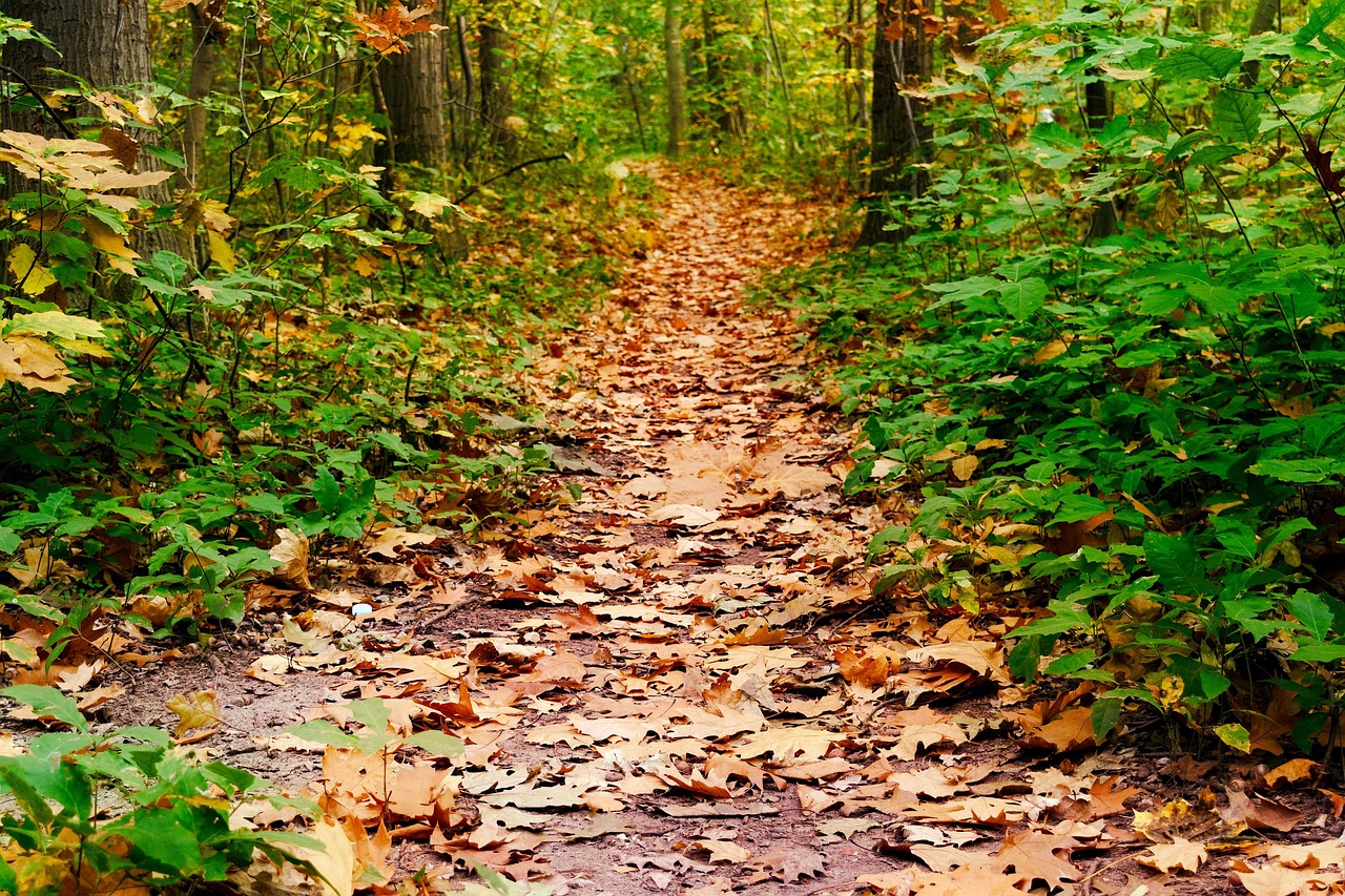 鉄分サプリの推奨量は女医が教えるとどれくらい？