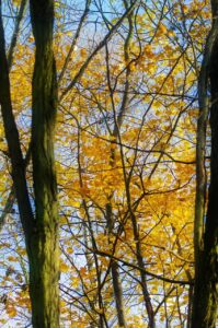 鉄分サプリの推奨量を女医が解説する理由は？