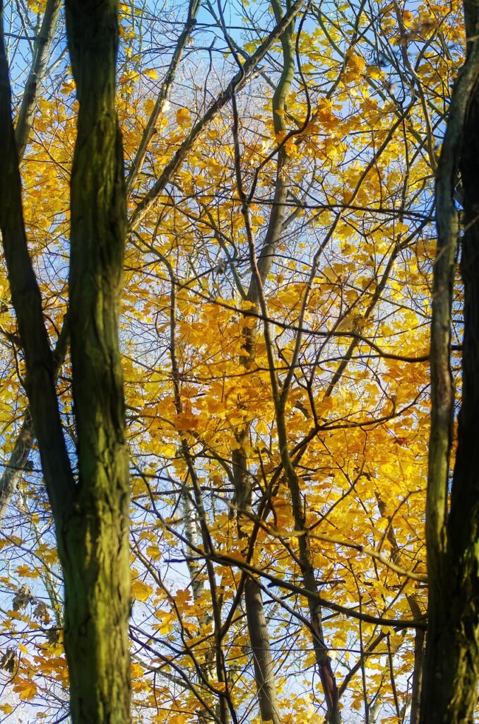 鉄分サプリの推奨量を女医が解説する理由は？