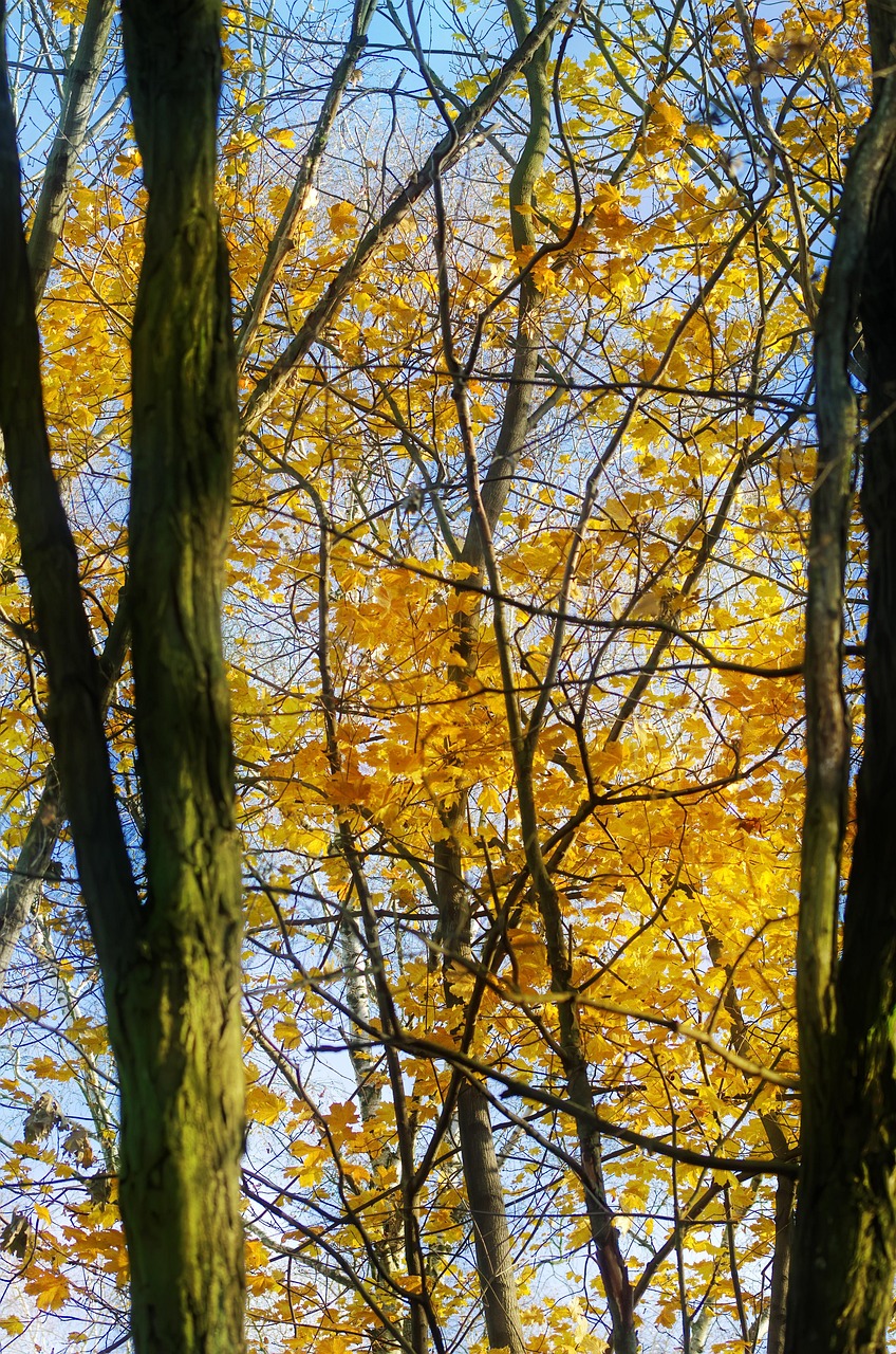 鉄分サプリの推奨量を女医が解説する理由は？