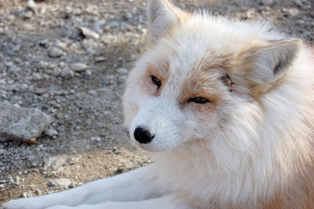 スマホで婦人科相談ができる方法は？