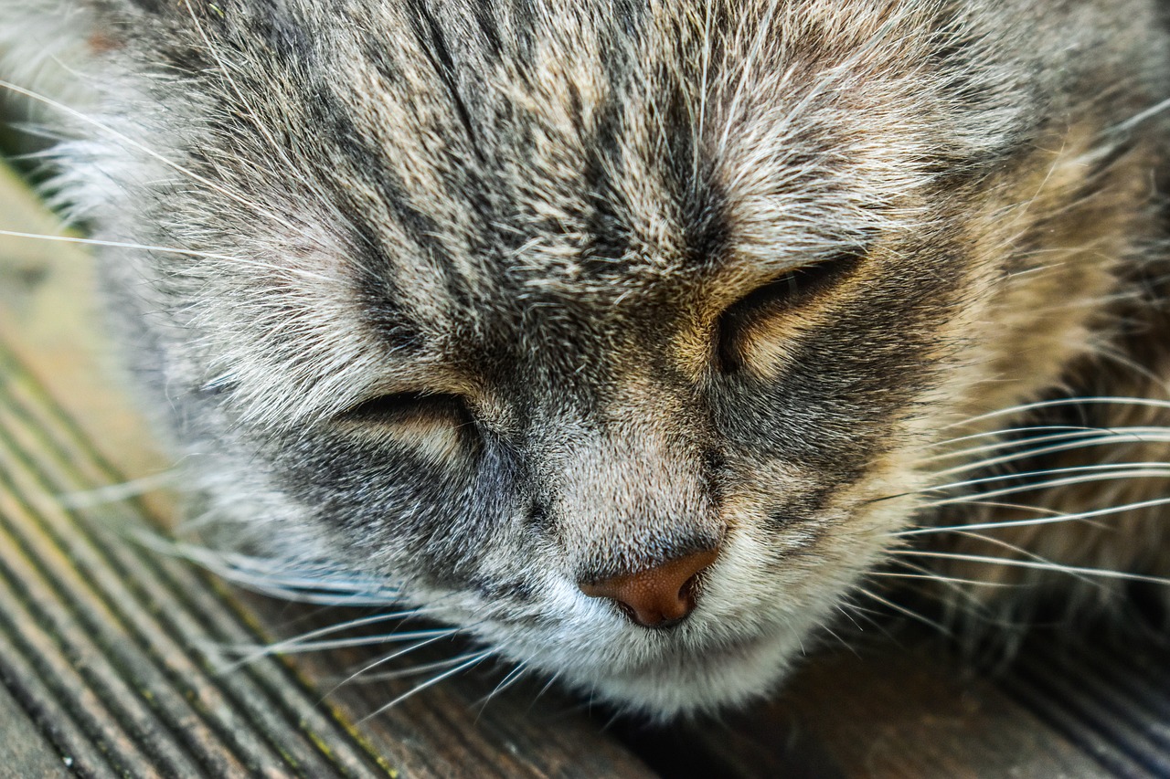 オンライン婦人科の完全ガイドにはどんな情報が含まれている？