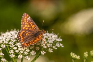 デリケートな悩みを匿名で相談できる場所はどこ？