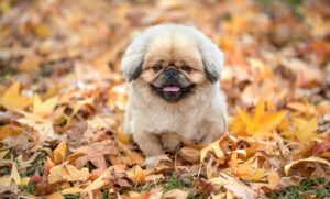 更年期の症状を相談できる外来オンラインサービスは？