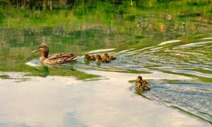 スマホ婦人科で性交痛が続く場合、受診目安はオンライン女医に相談すべき？