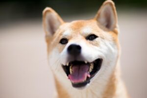 スマホ婦人科の友達紹介クーポンはあるか？